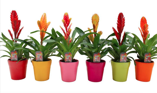 Vriesea mix (+ drp.ceramic) 45cm 13cm Pot