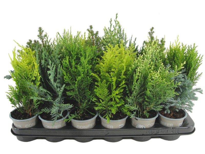 Conifer mix 20cm 9cm Pot