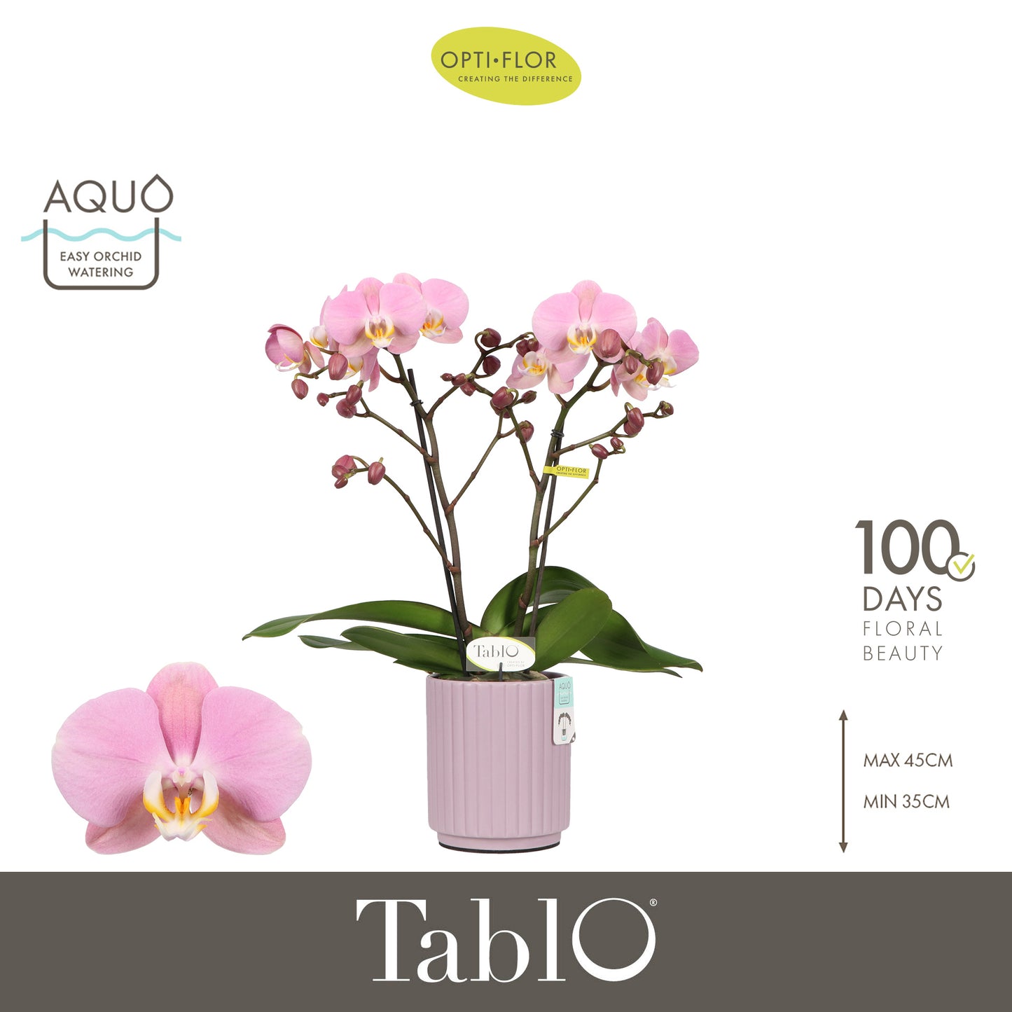 Phalaenopsis Tablo Cosmopolitan (+ drp.ceramic) 40cm 12cm Pot
