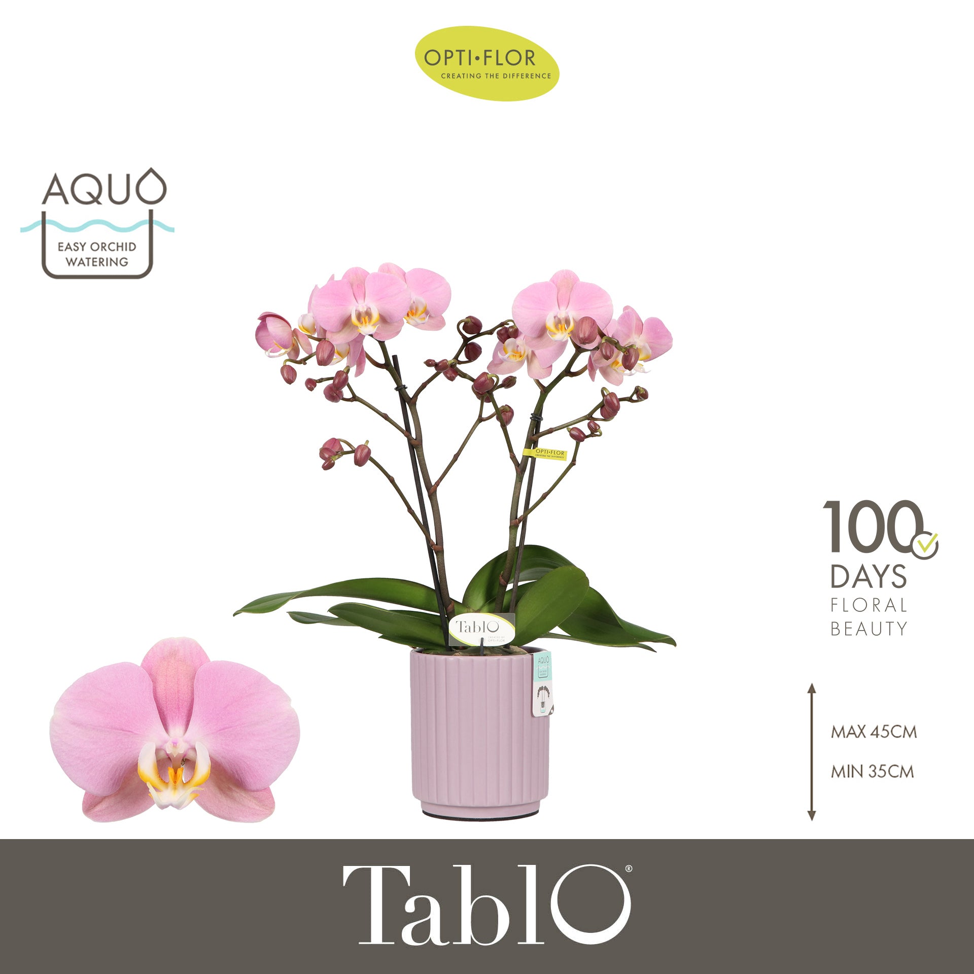 Phalaenopsis Tablo Cosmopolitan (+ drp.ceramic) 40cm 12cm Pot