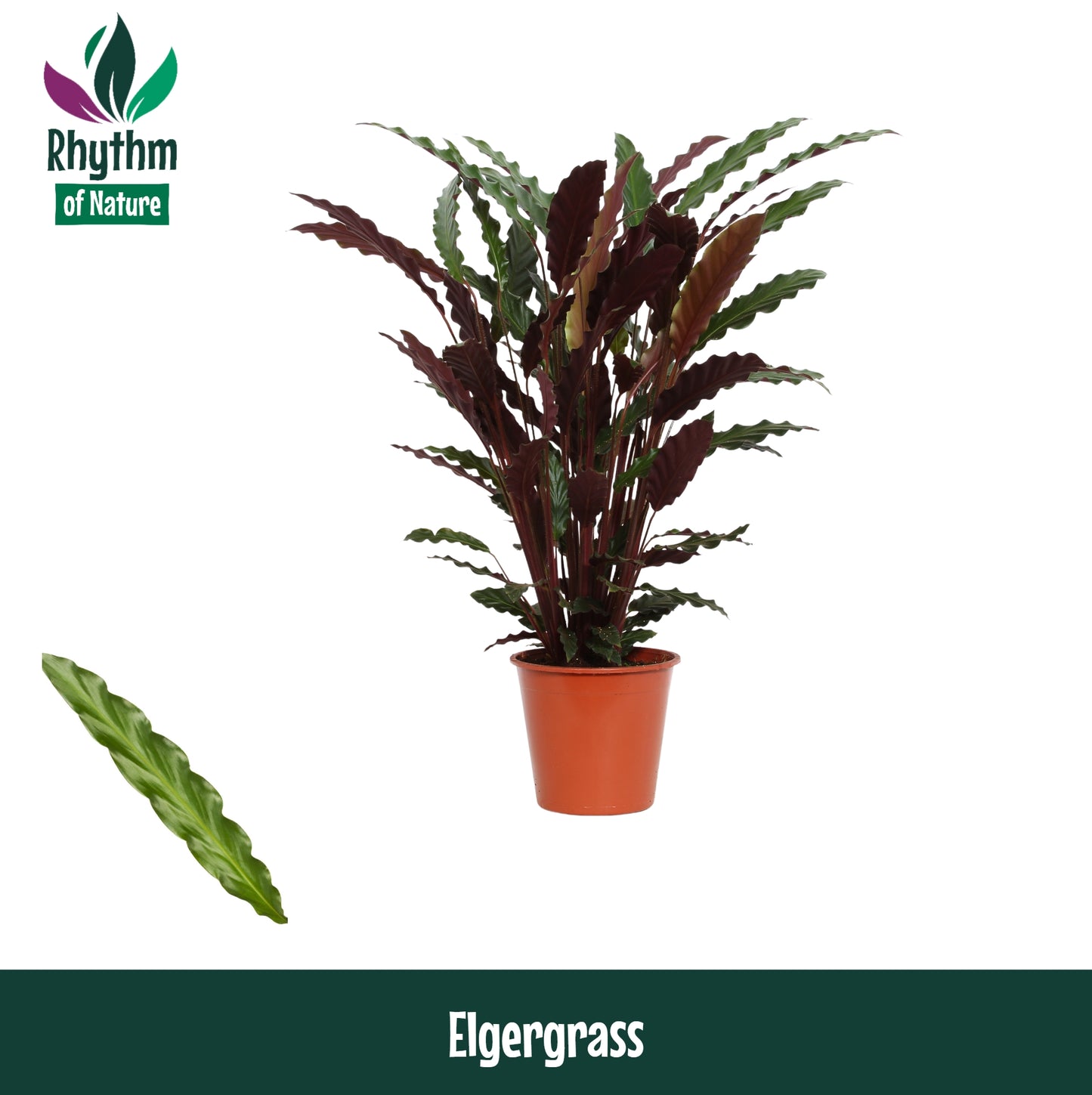 Calathea Elgergrass 65cm 17cm Pot