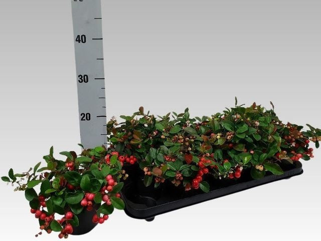 Gaultheria procumbens Big Berry 15cm 12cm Pot
