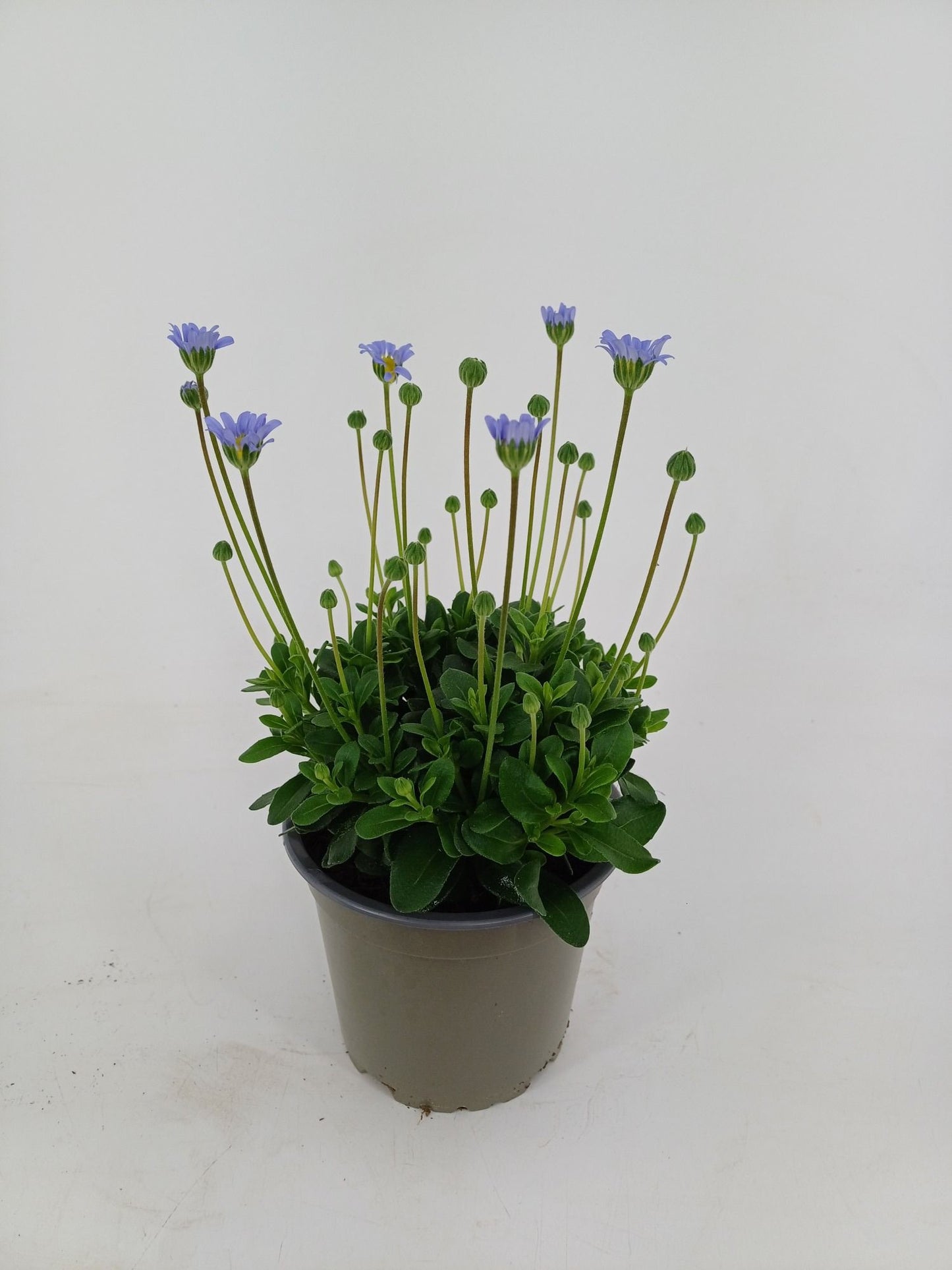 Felicia Felicitara Blue 25cm 12cm Pot