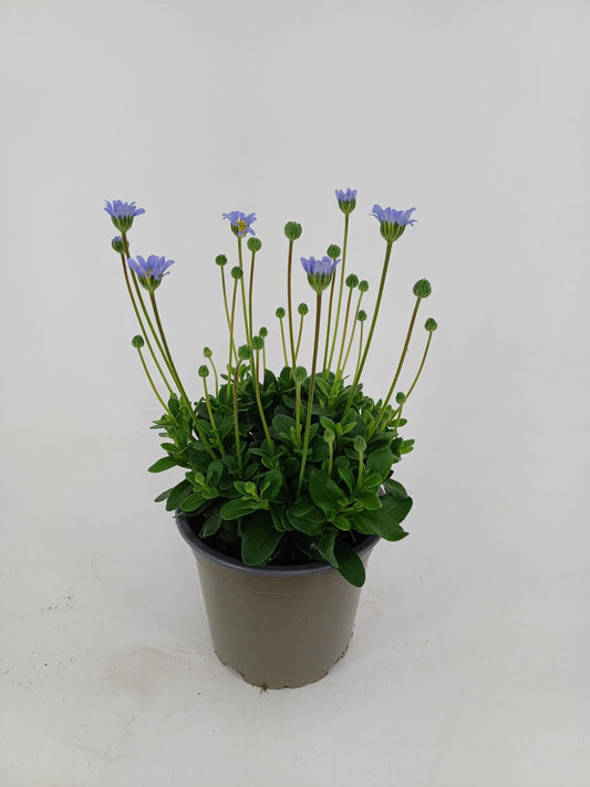 Felicia Felicitara Blue 25cm 12cm Pot