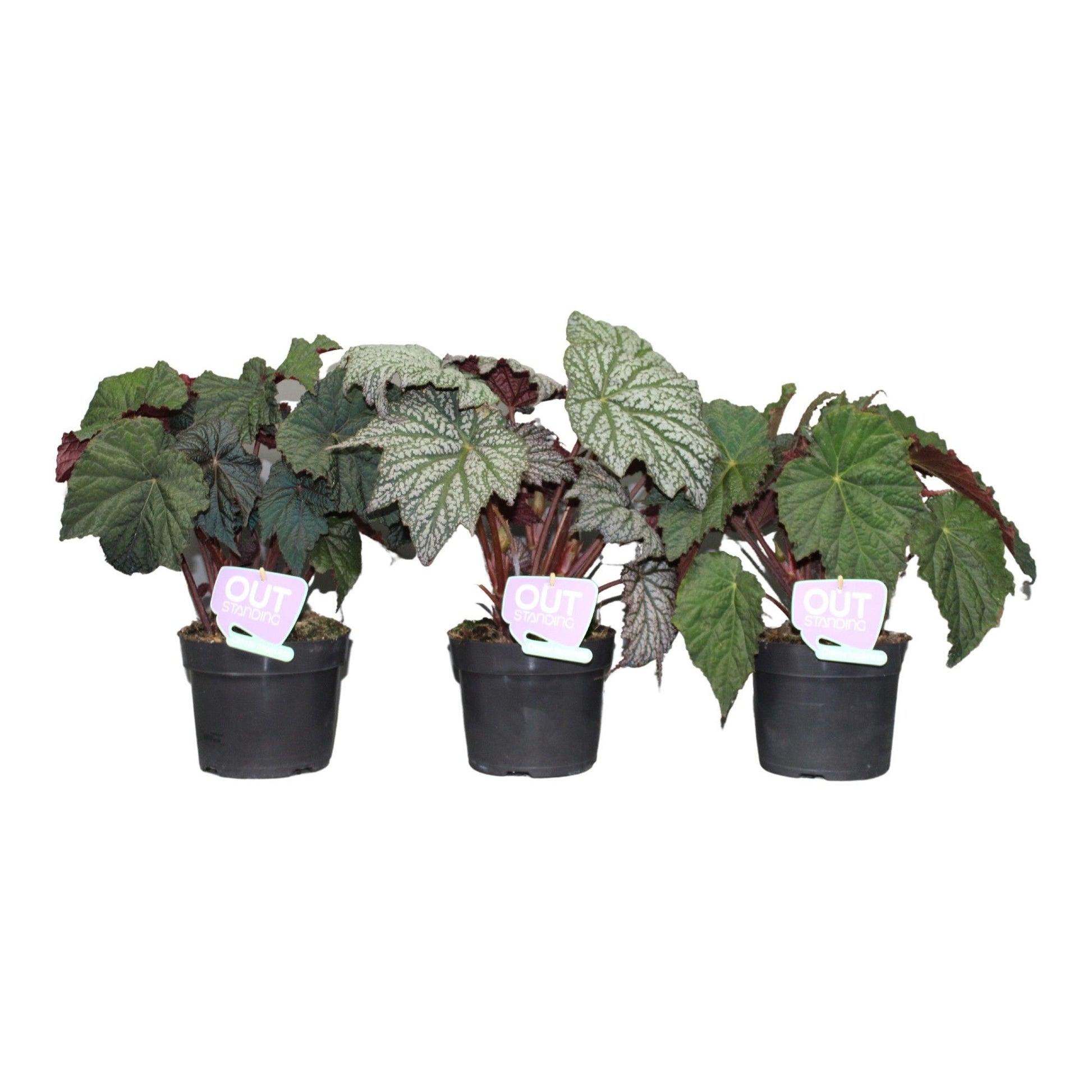 Begonia mix outdoor 35cm 17cm Pot