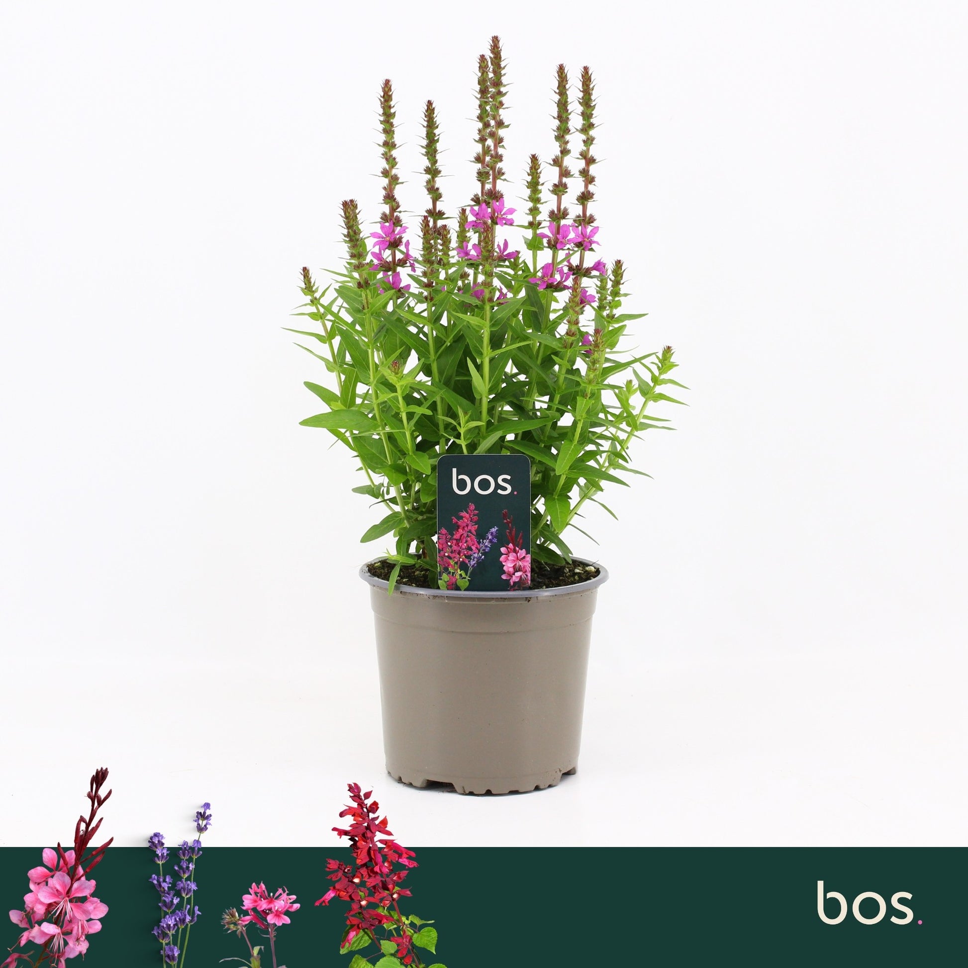 Lythrum Robin 40cm 17cm Pot