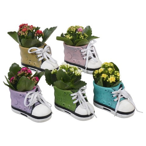 PTBTS3235 Arrangementen kamerplanten 16cm 13cm Pot