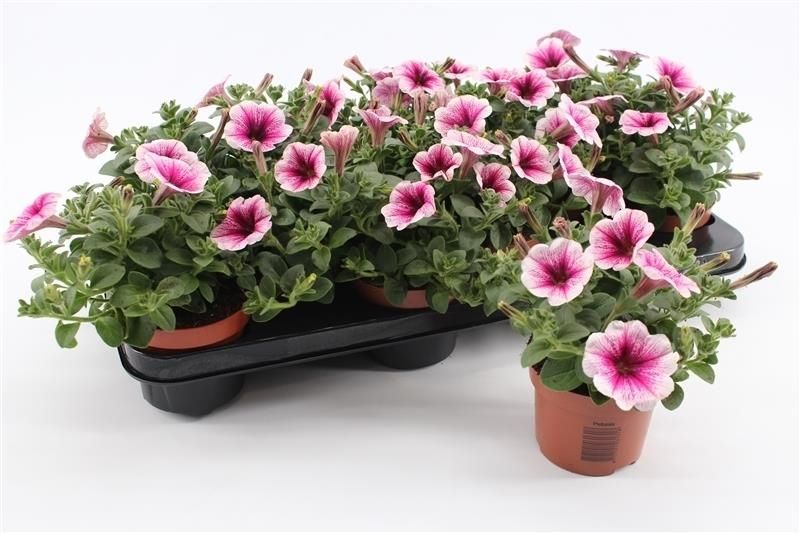 Petunia Cherry Vein 15cm 510cm Pot