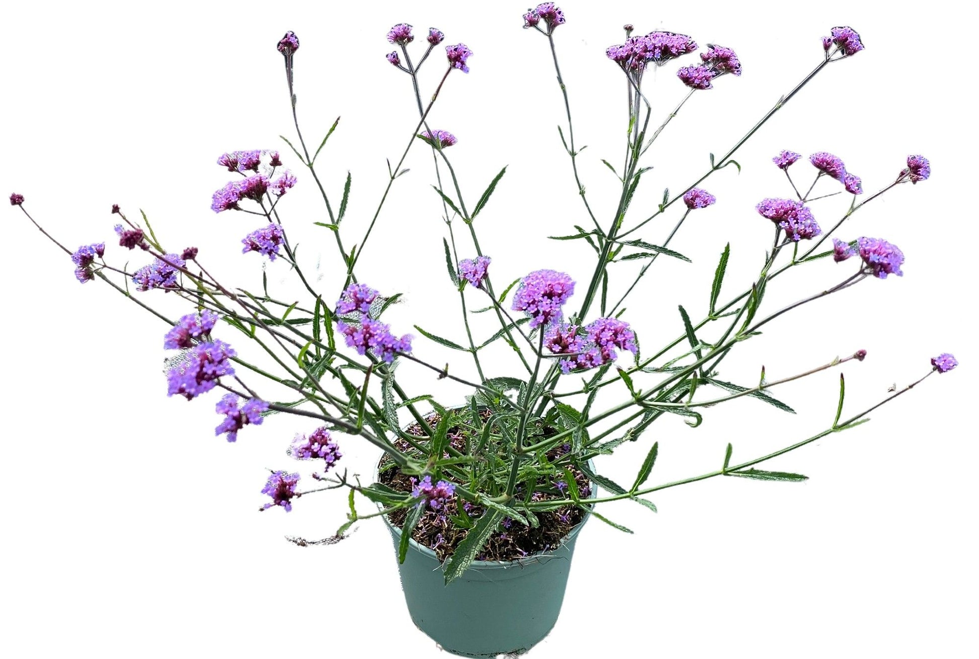 Verbena bonariensis 45cm 19cm Pot