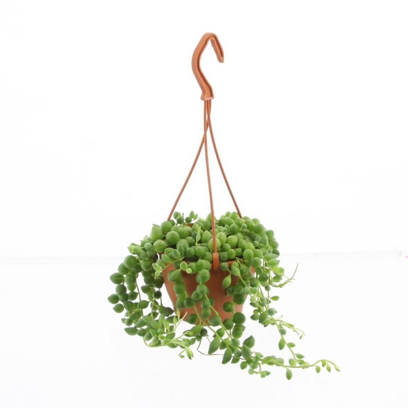 Senecio rowleyanus 15cm 12cm Pot