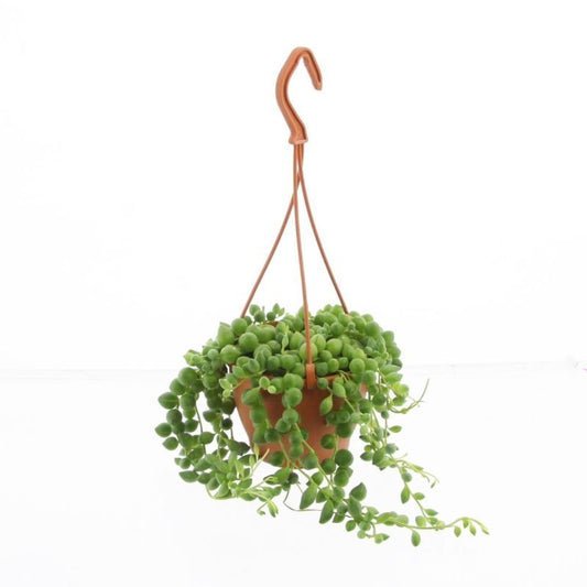 Senecio rowleyanus 15cm 12cm Pot