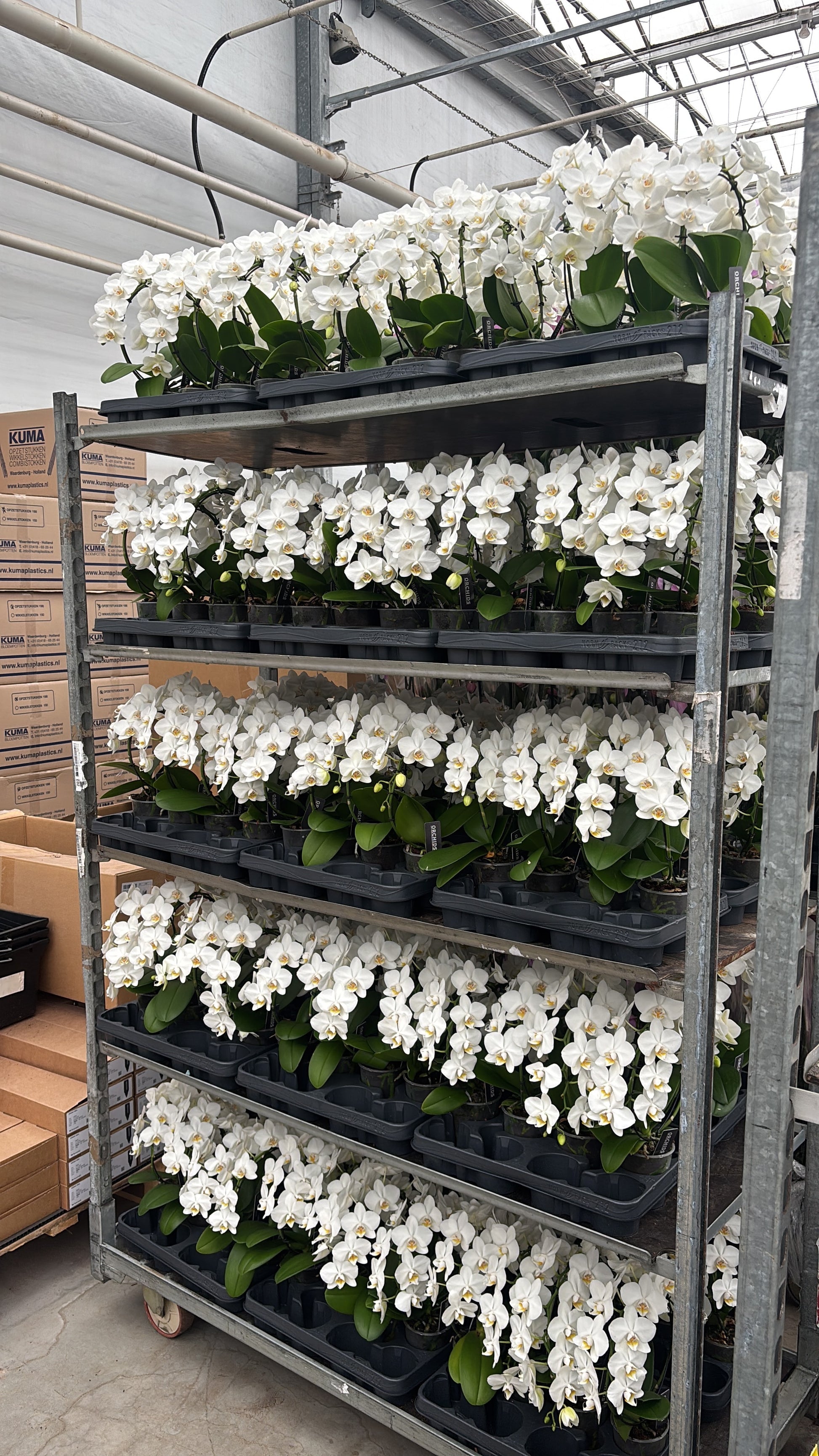 Phalaenopsis white hoop 30cm 9cm Pot