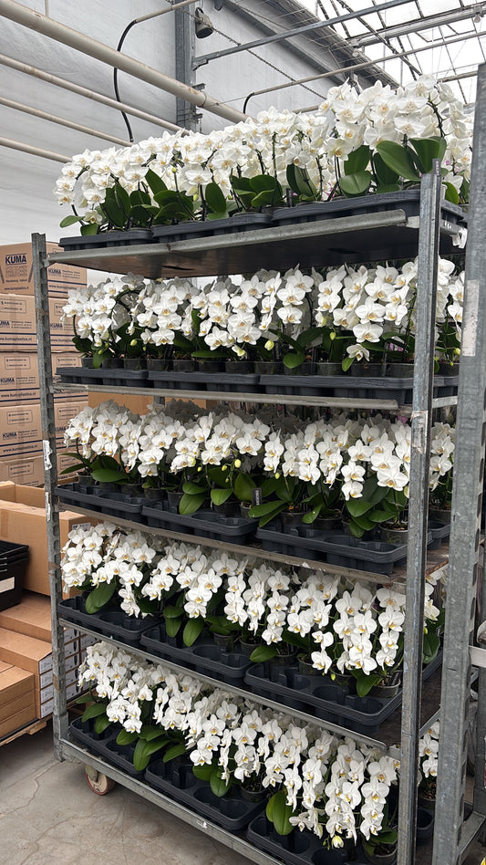 Phalaenopsis white hoop 30cm 9cm Pot