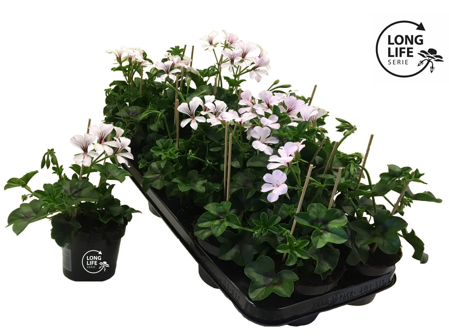Pelargonium pelt. balkon white 22cm 510cm Pot