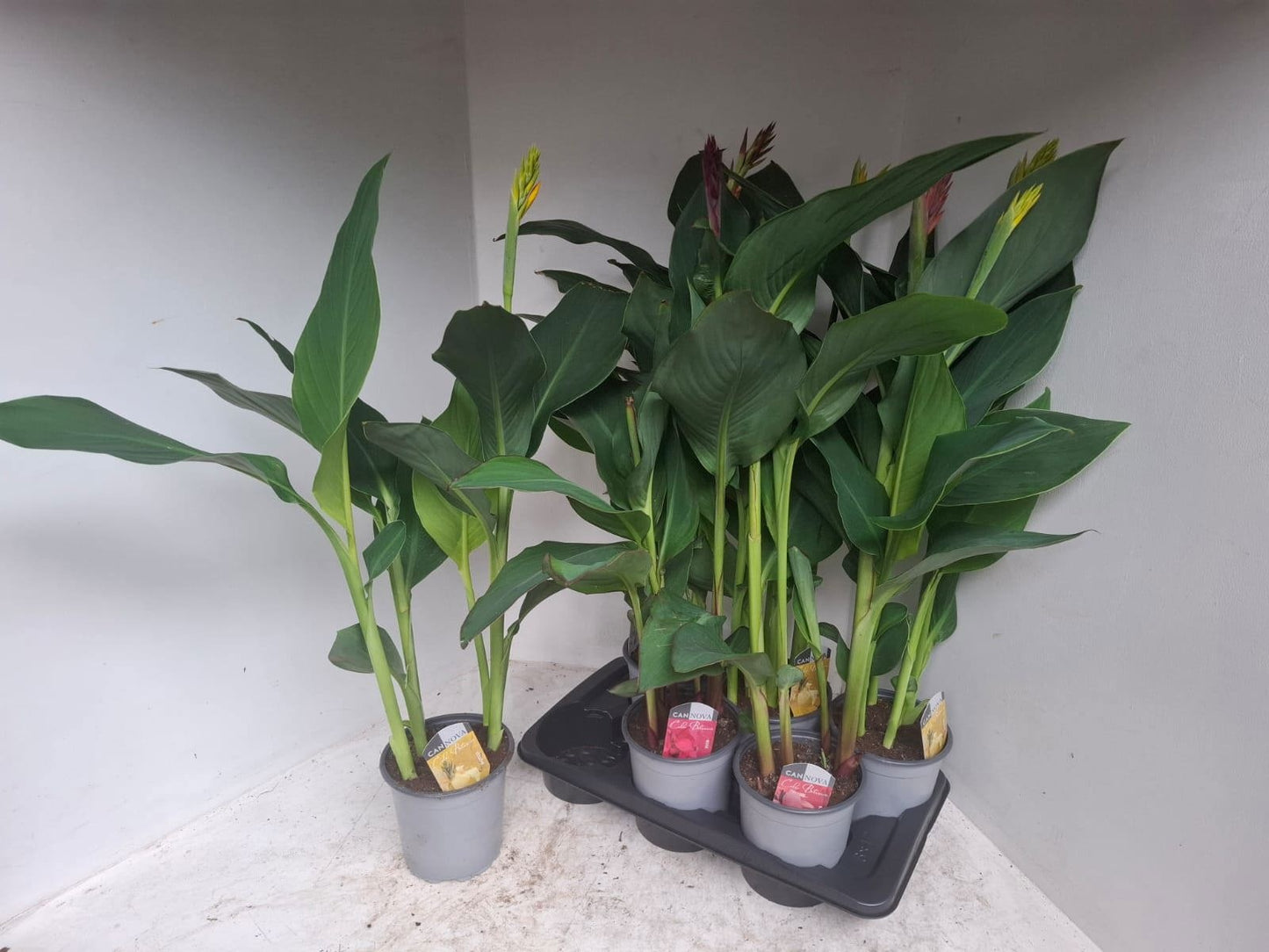 Canna Cannova mix 90cm 17cm Pot
