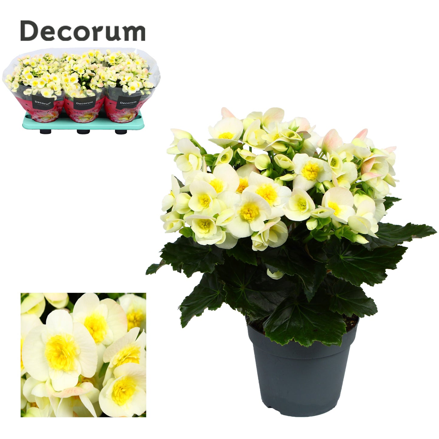 Begonia elatior Valentino White 32cm 14cm Pot