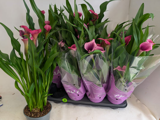 Zantedeschia Paco 50cm 14cm Pot