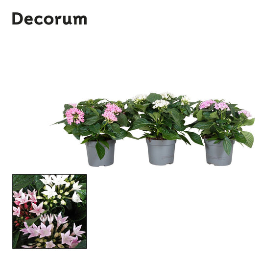 Pentas Starcluster mix 25cm 13cm Pot