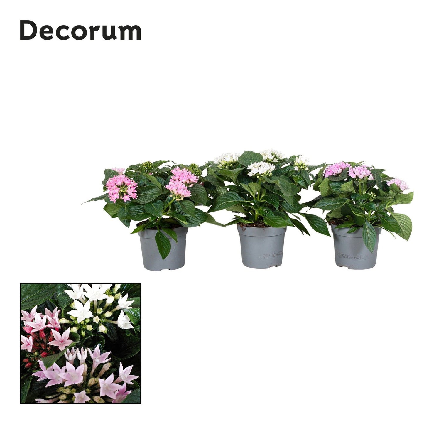 Pentas Starcluster mix 25cm 13cm Pot
