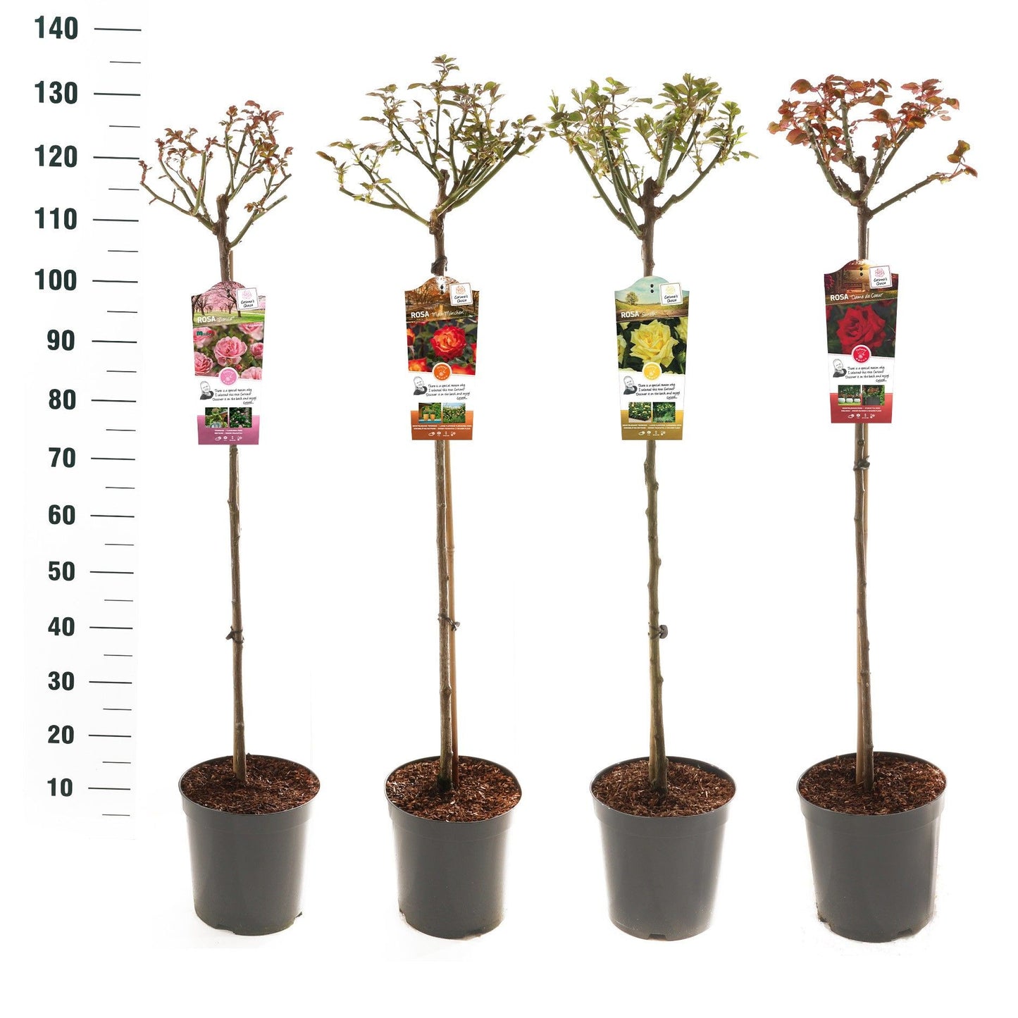 Roses standard mix 105cm 24cm Pot