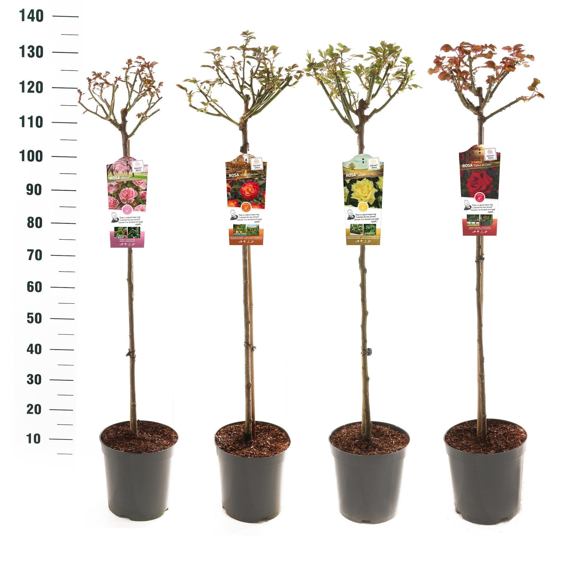 Roses standard mix 105cm 24cm Pot
