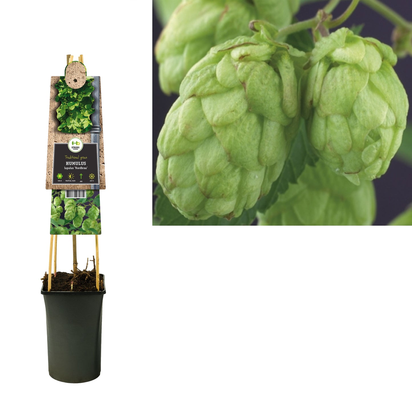 Humulus lupulus (hop) 75cm 17cm Pot