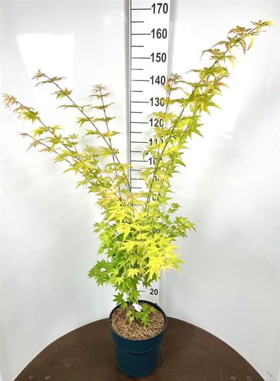 Acer palm. Orange Dream 85cm 29cm Pot