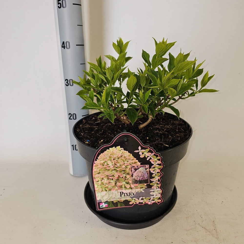 Hydrangea paniculata 50cm 29cm Pot