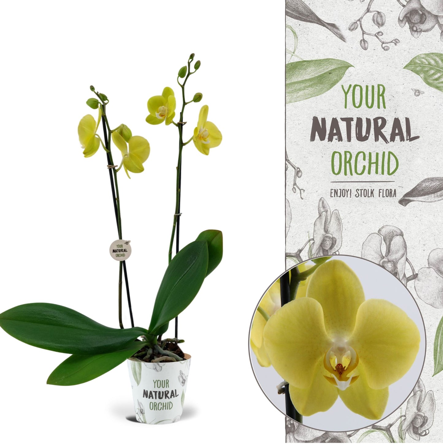 Phalaenopsis Savona 60cm 12cm Pot