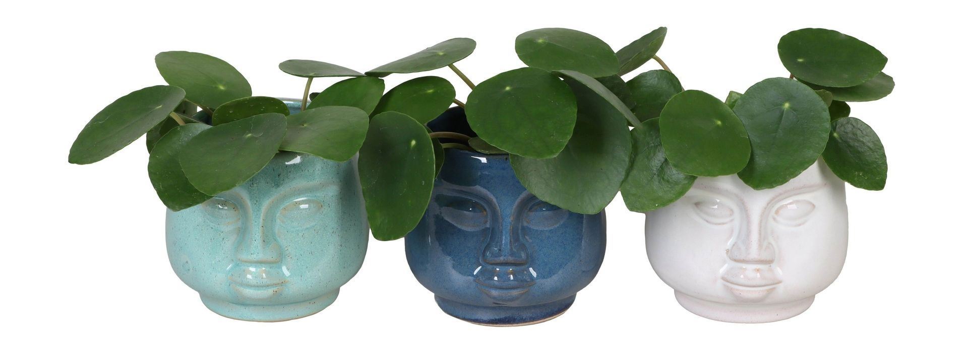 Pilea Peperomioides in face planter pots 12cm 6cm Pot