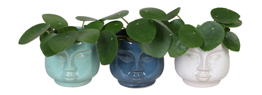 Pilea Peperomioides in face planter pots 12cm 6cm Pot