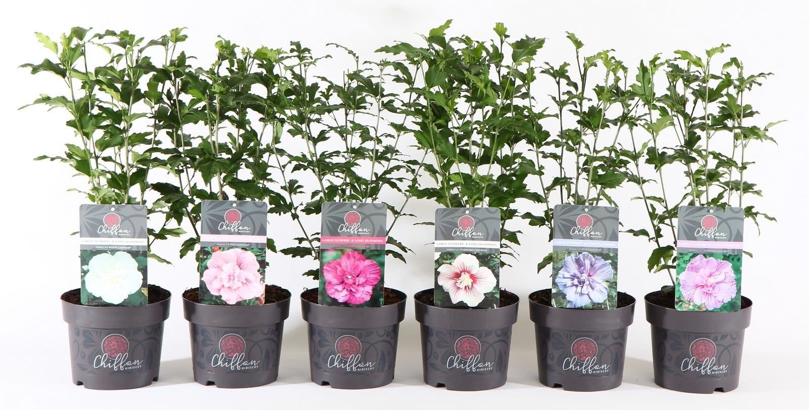 Hibiscus syriacus Chiffon mix 55cm 19cm Pot
