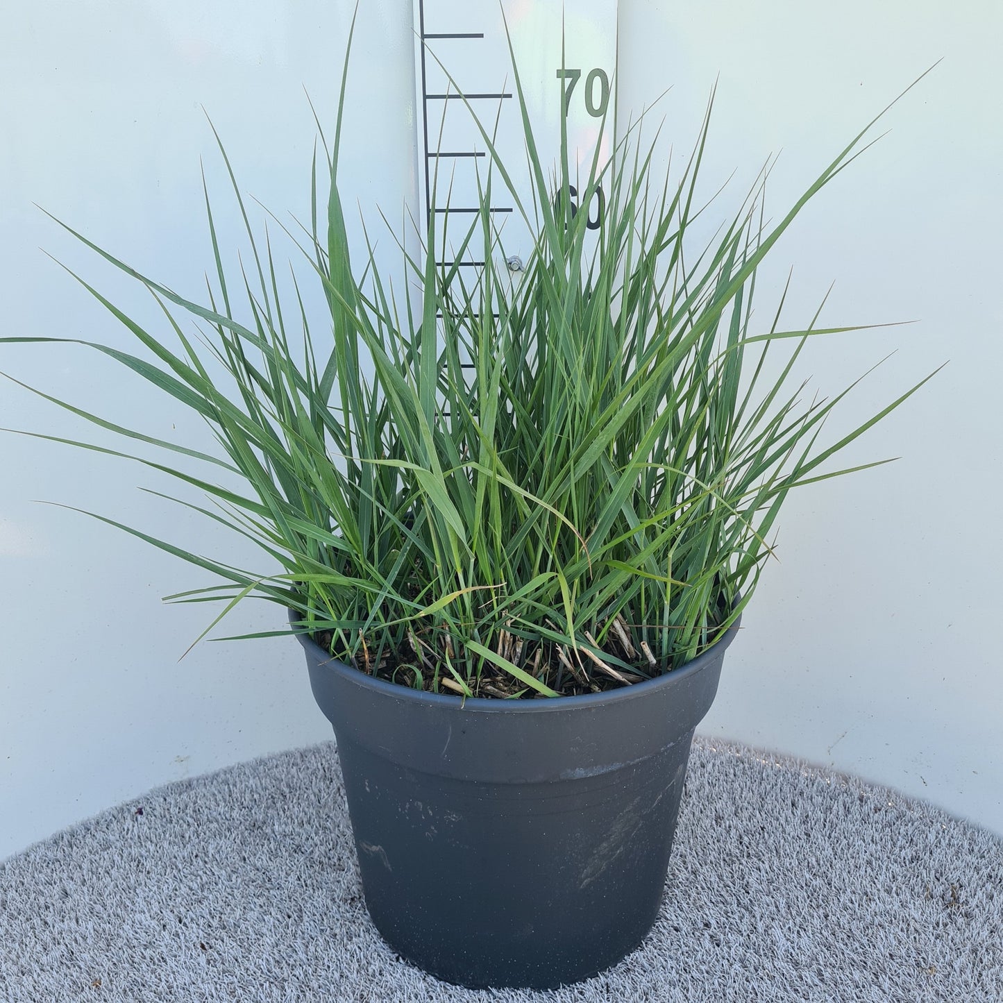 Panicum virgatum 50cm 40cm Pot