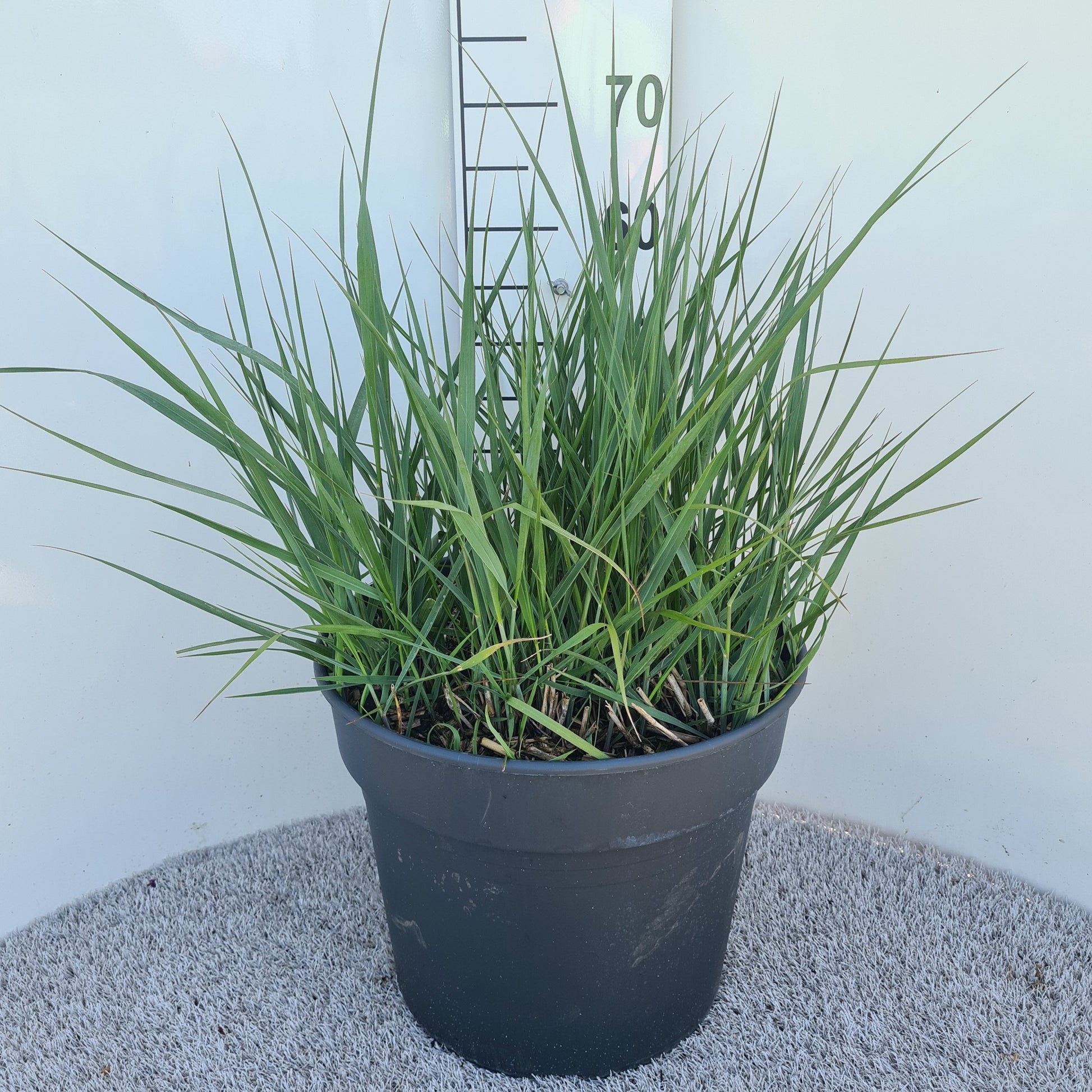 Panicum virgatum 50cm 40cm Pot