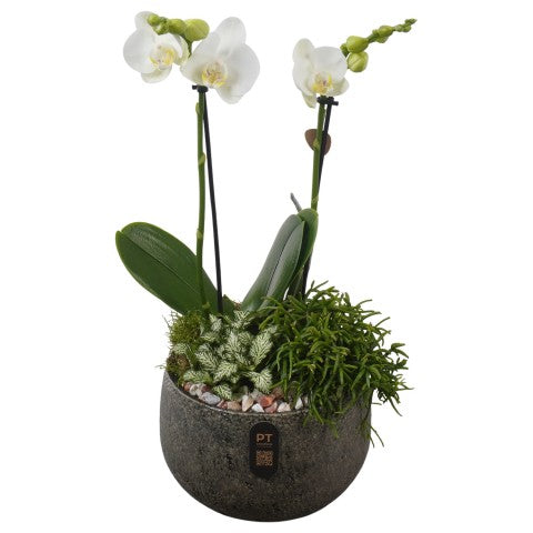 PTIB5349 Arrangementen kamerplanten 46cm 19cm Pot