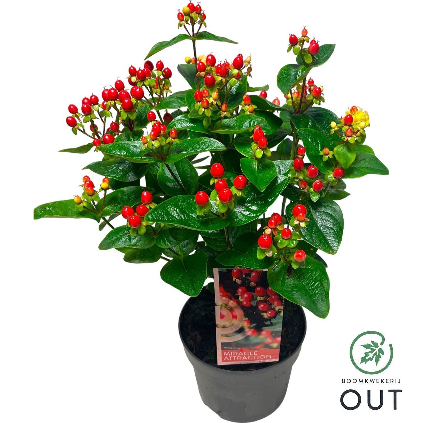 Hypericum Miracle Attraction 45cm 17cm Pot