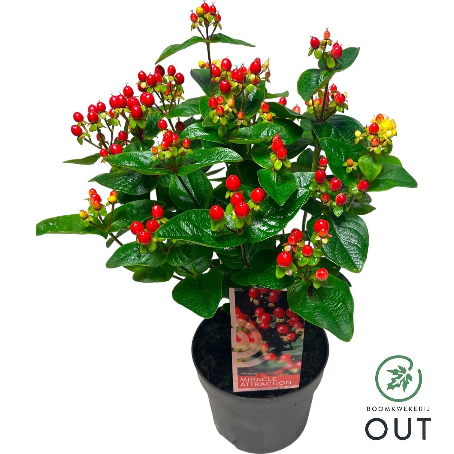 Hypericum Miracle Attraction 45cm 17cm Pot