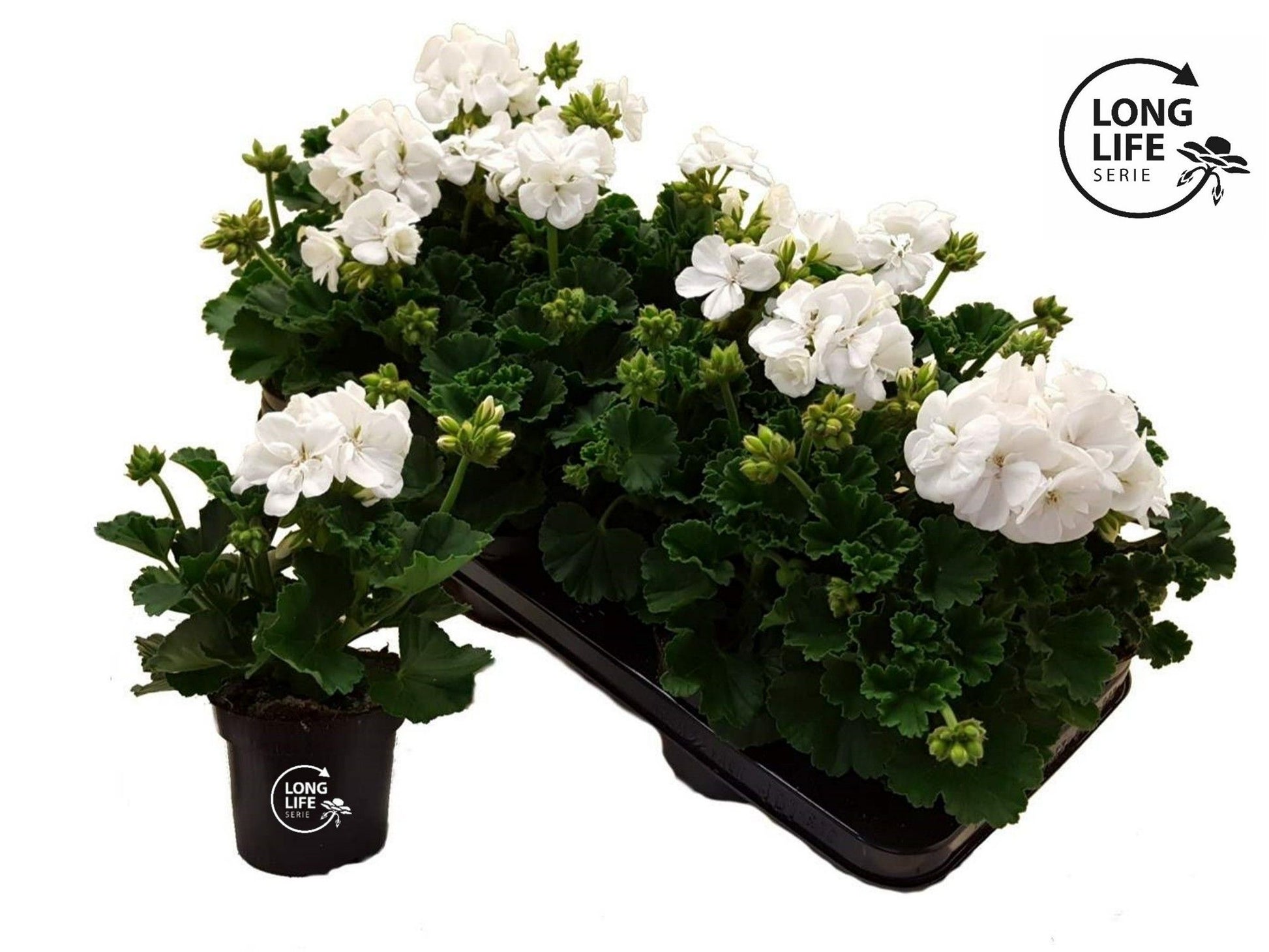 Pelargonium zon. white 25cm 510cm Pot
