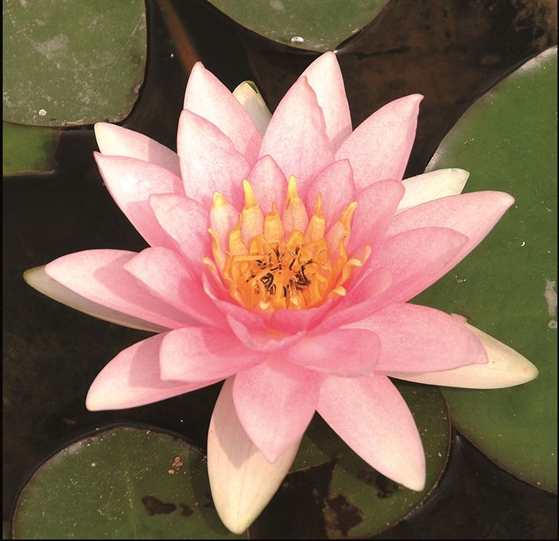 Nymphaea Marliacea Carnea 30cm 11cm Pot