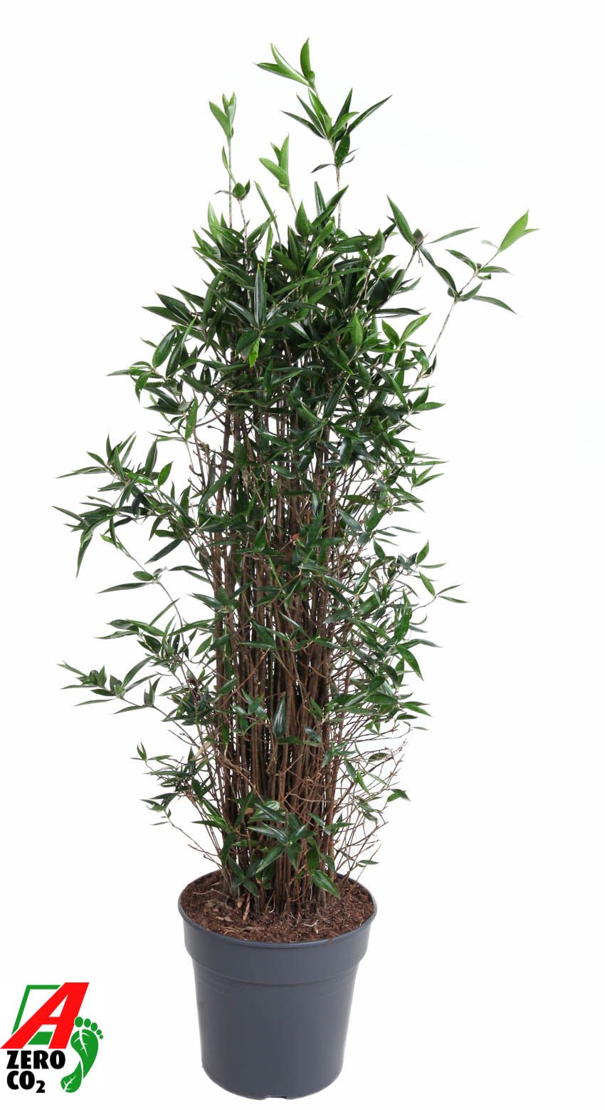 Dracaena surculosa 130cm 31cm Pot