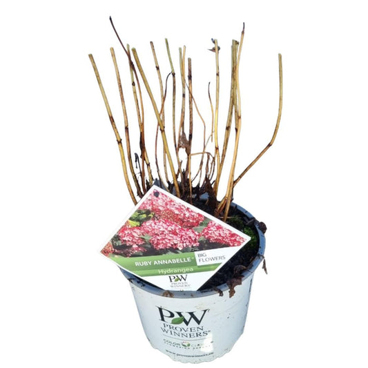 Hydrangea Ruby Annabelle 50cm 19cm Pot