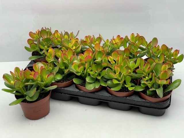 Crassula Sunset 15cm 12cm Pot