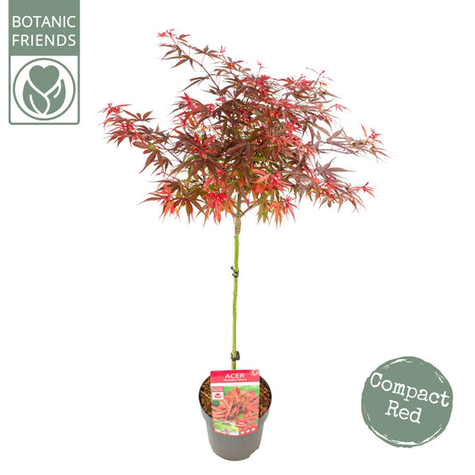 Acer palm. Shaina 90cm 19cm Pot