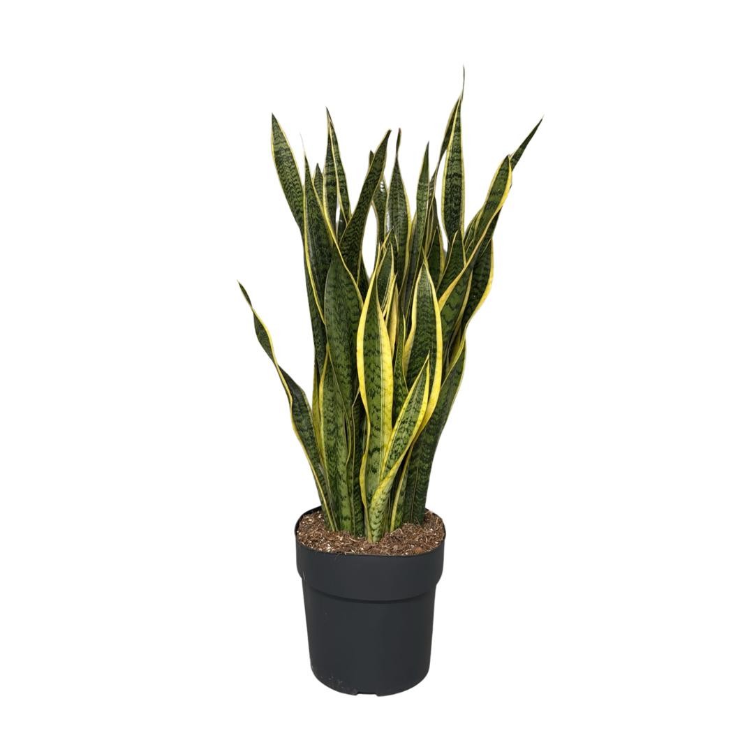 Sansevieria Laurentii 100cm 27cm Pot