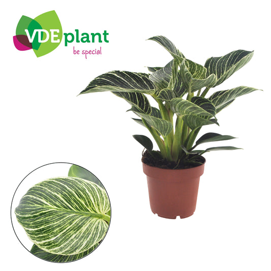 Philodendron White Wave 25cm 12cm Pot