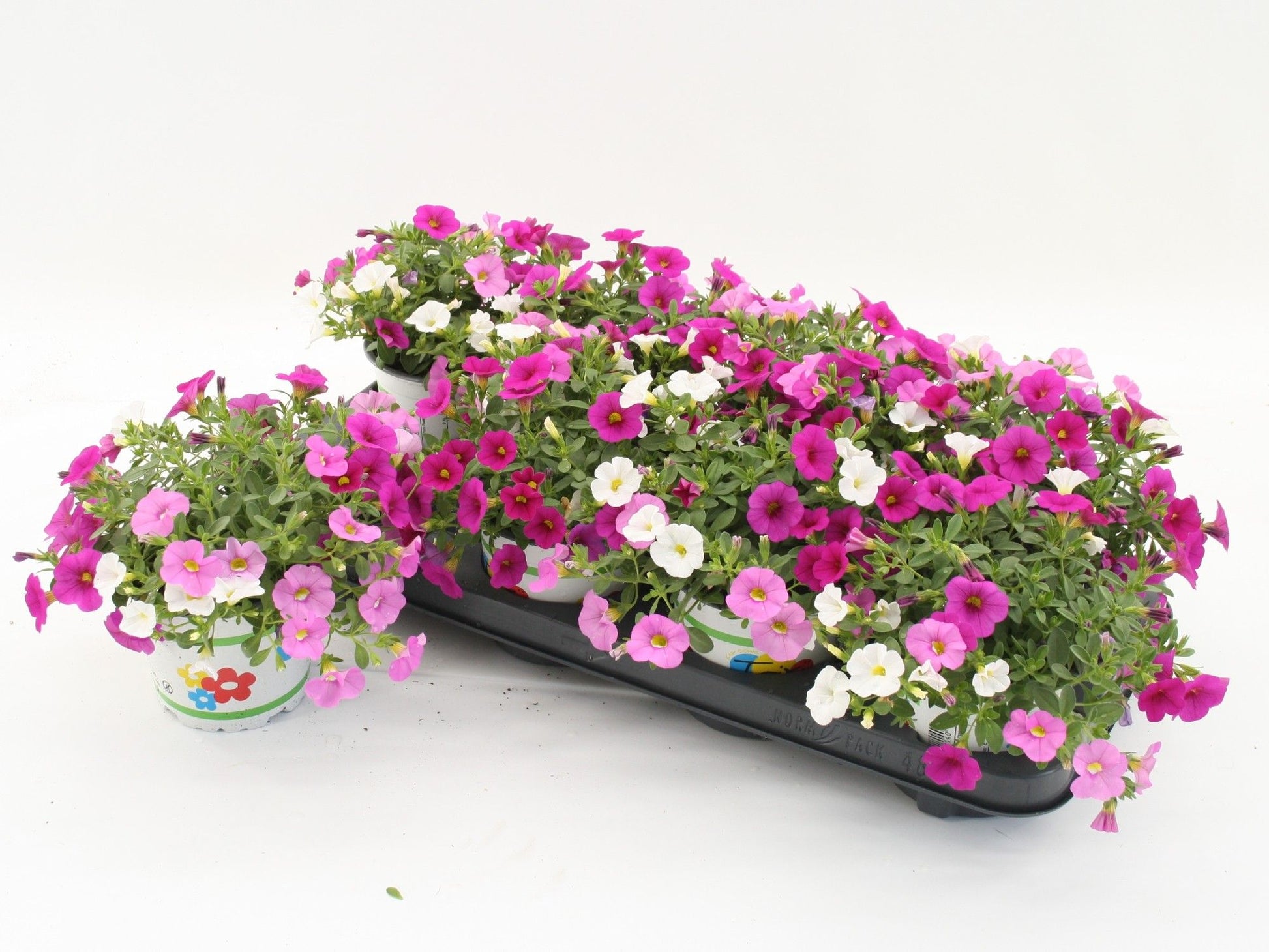Calibrachoa Mixmasters Pink Paradise 20cm 12cm Pot