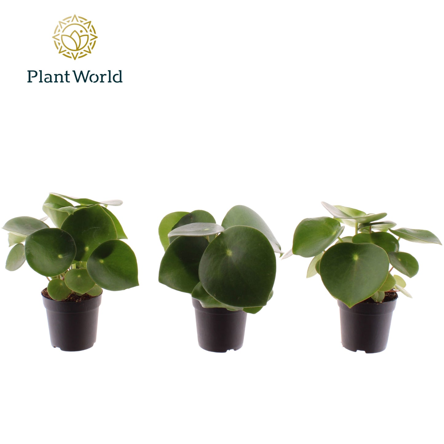 Peperomia Raindrop 10cm 7cm Pot