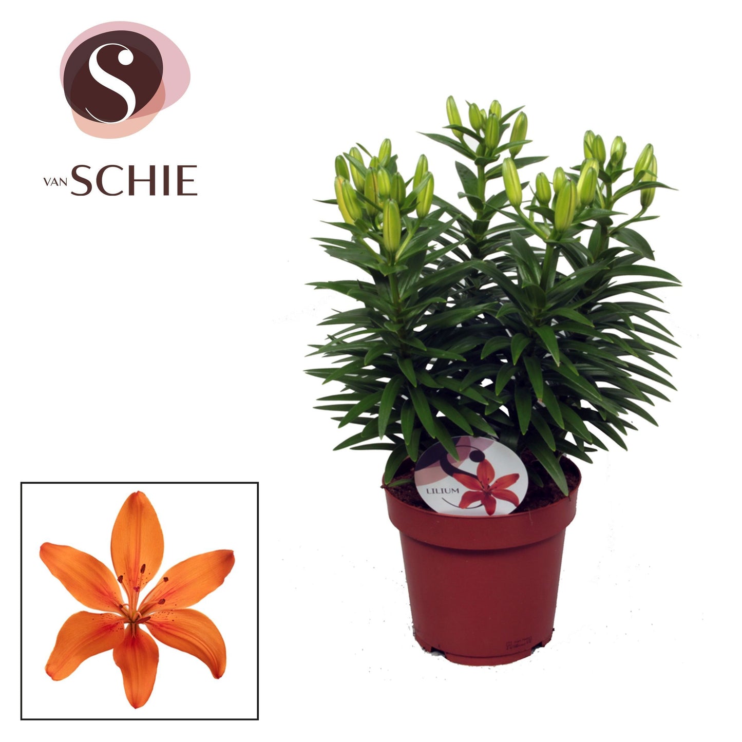 Lilium az. Orange Matrix 45cm 19cm Pot