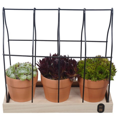 PTS7476 Arrangementen Sempervivum 28cm 30cm Pot