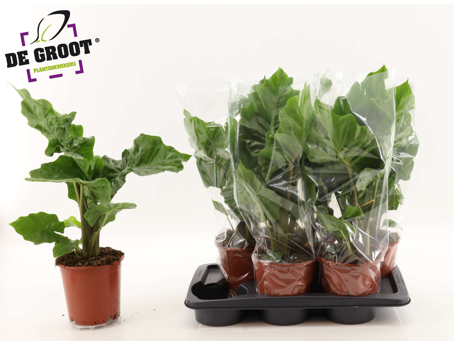Alocasia Low Rider 60cm 17cm Pot